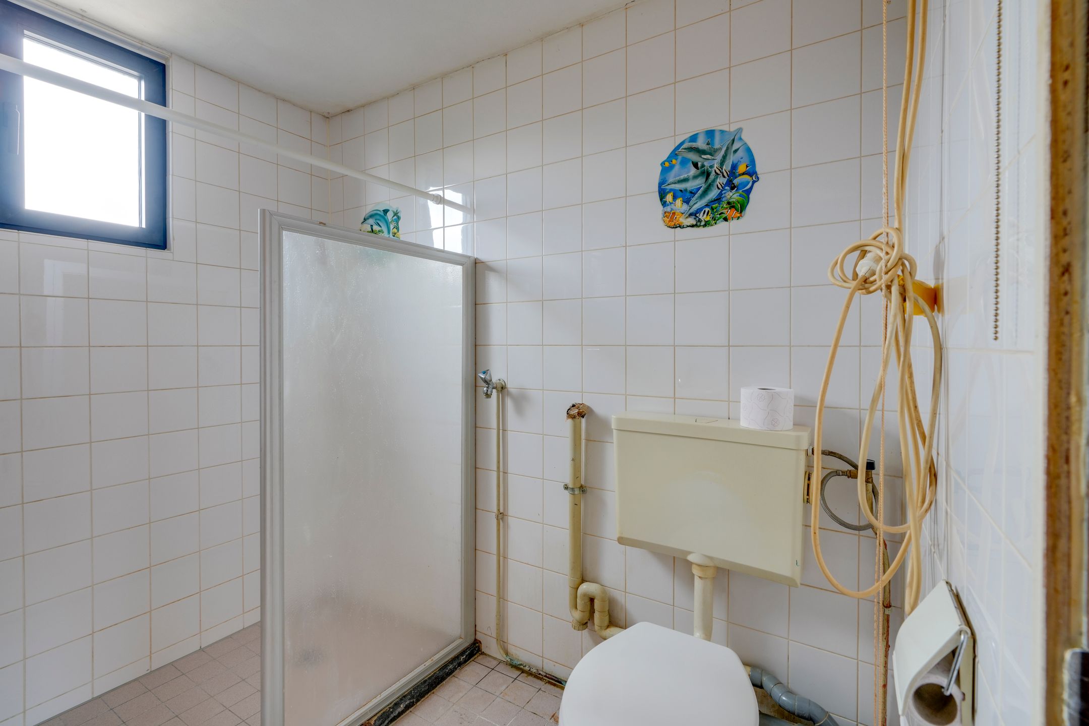 Foto 21 van Sierduif 18