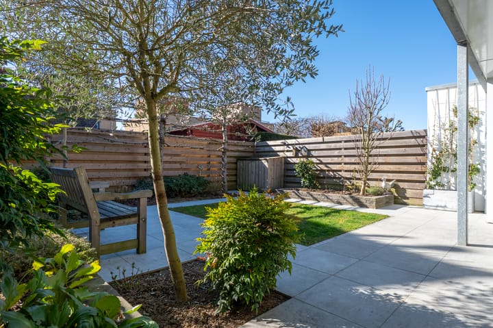 Foto 3 van Knoopkruid 3