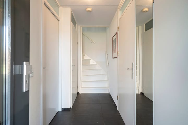 Foto 7 van Knoopkruid 3