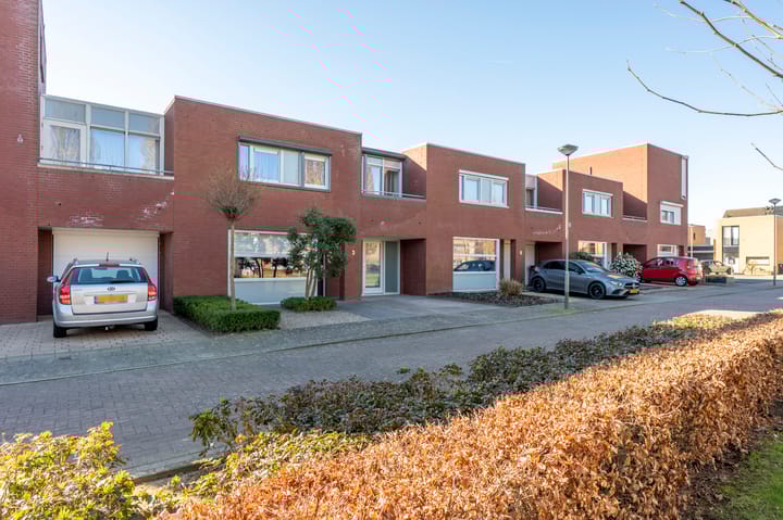 Foto 1 van Knoopkruid 3