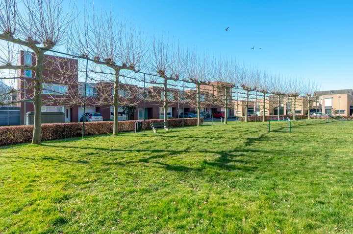 Foto 5 van Knoopkruid 3