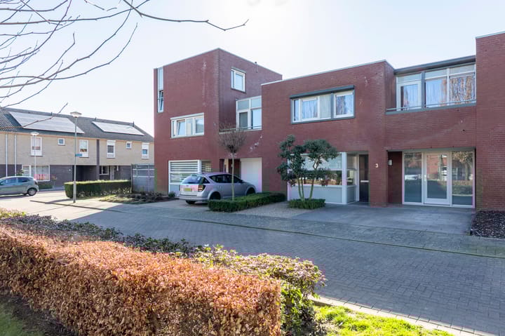 Foto 31 van Knoopkruid 3