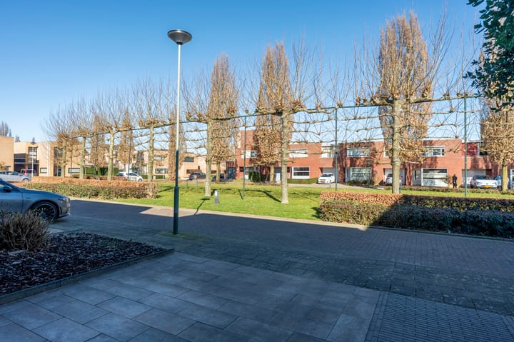 Foto 33 van Knoopkruid 3