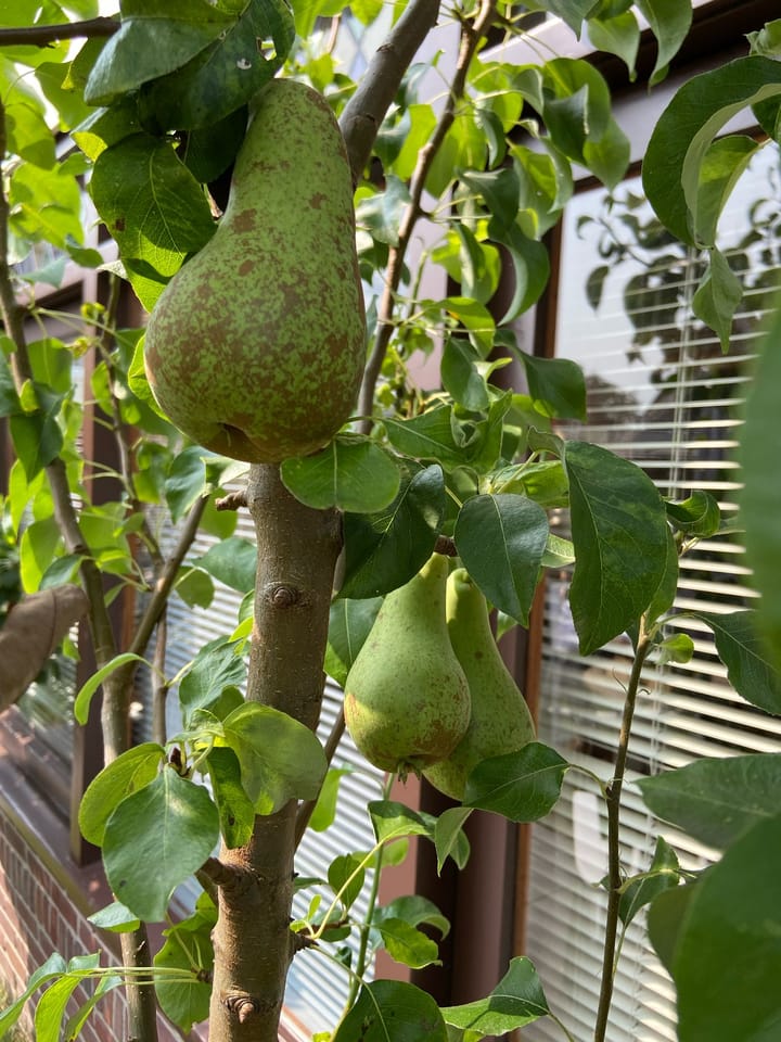 Foto 21 van Plesmanlaan 66