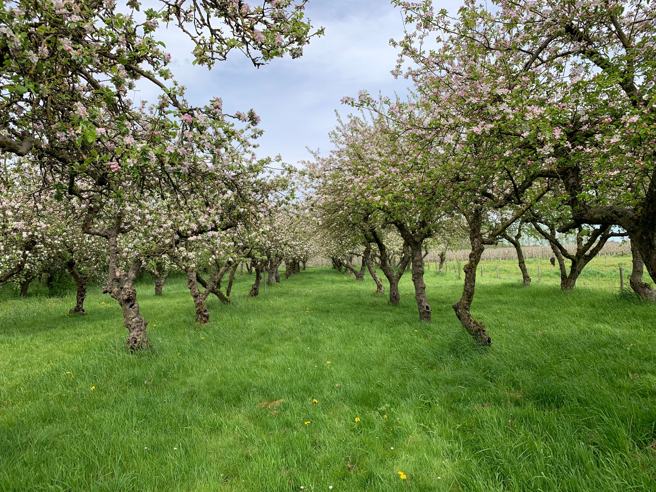 Foto 21 van Tielseweg 32