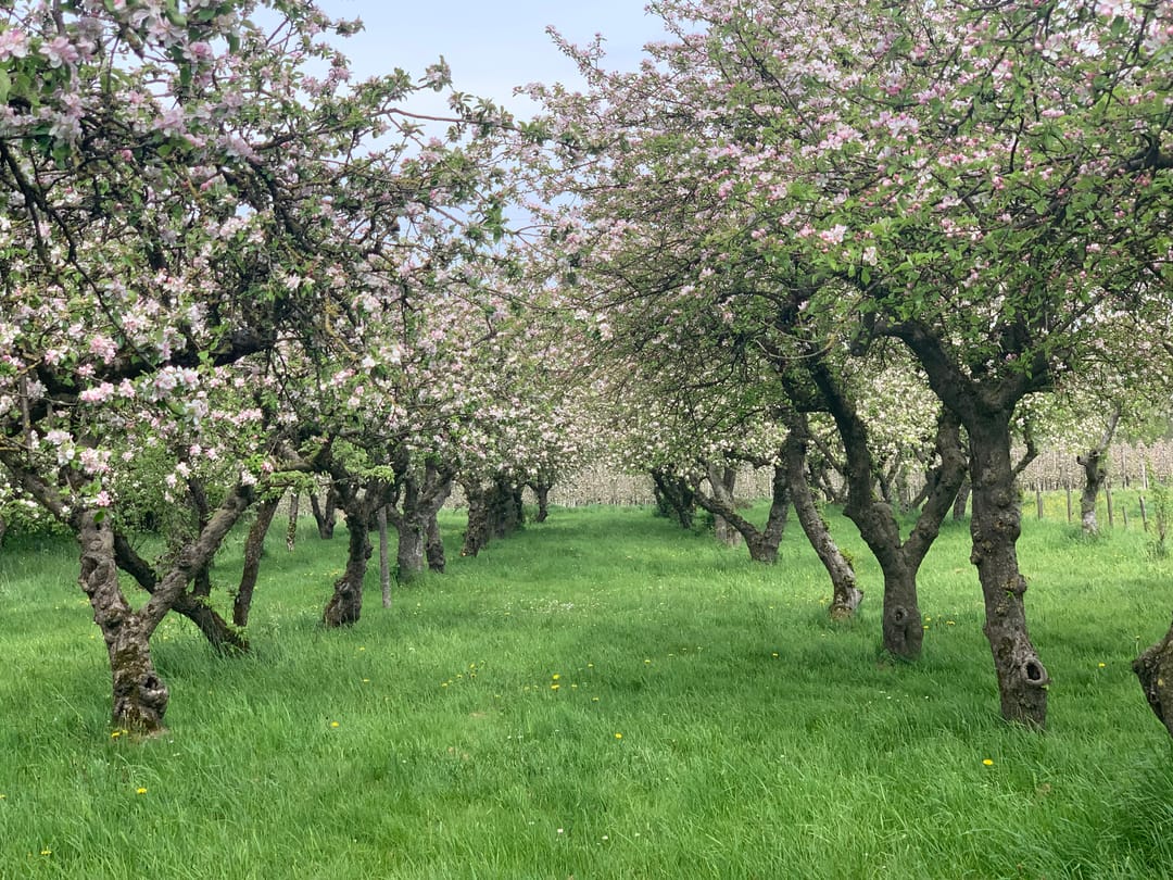 Foto 22 van Tielseweg 32