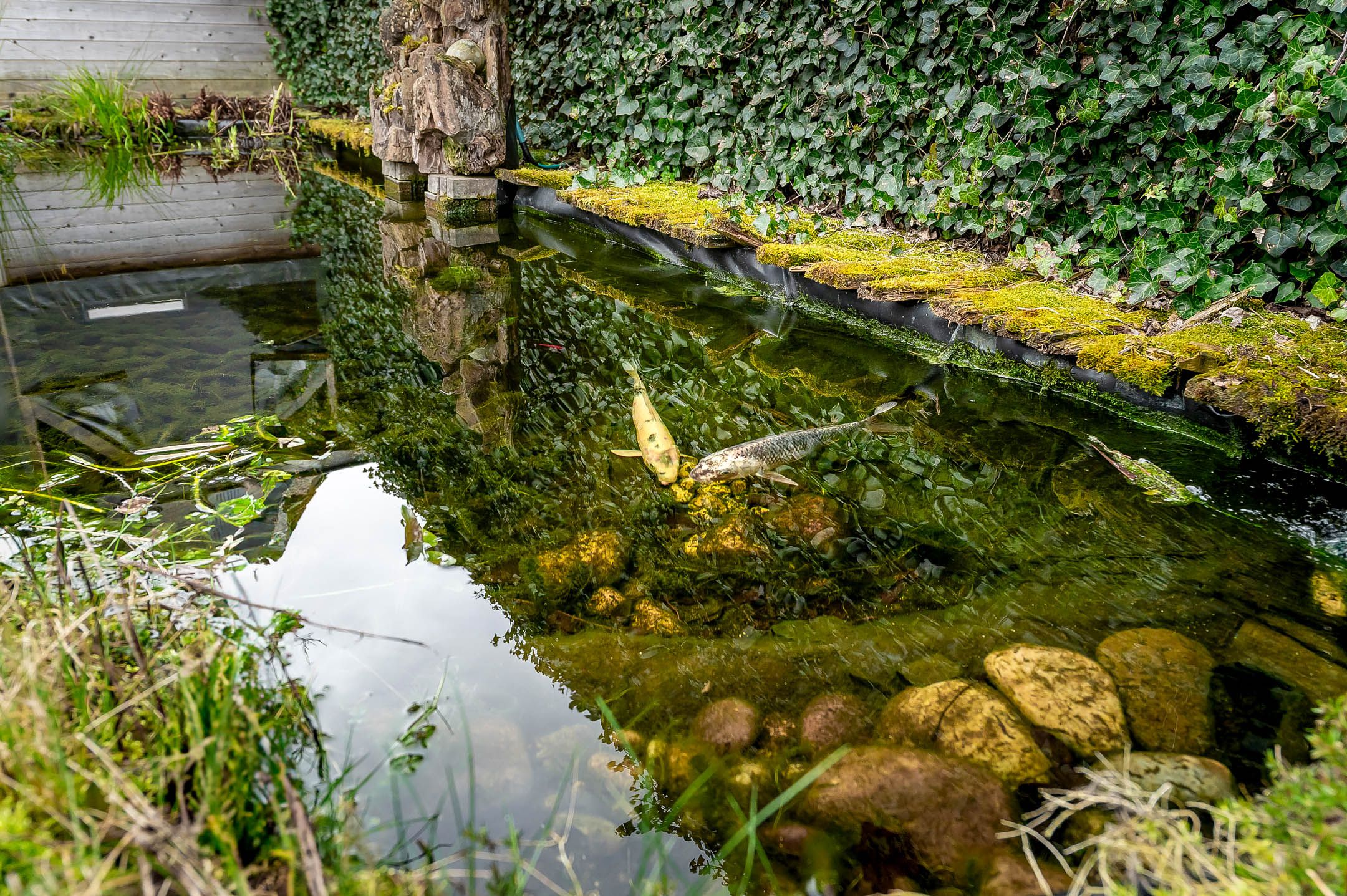 Foto 42 van Fazantberg 2