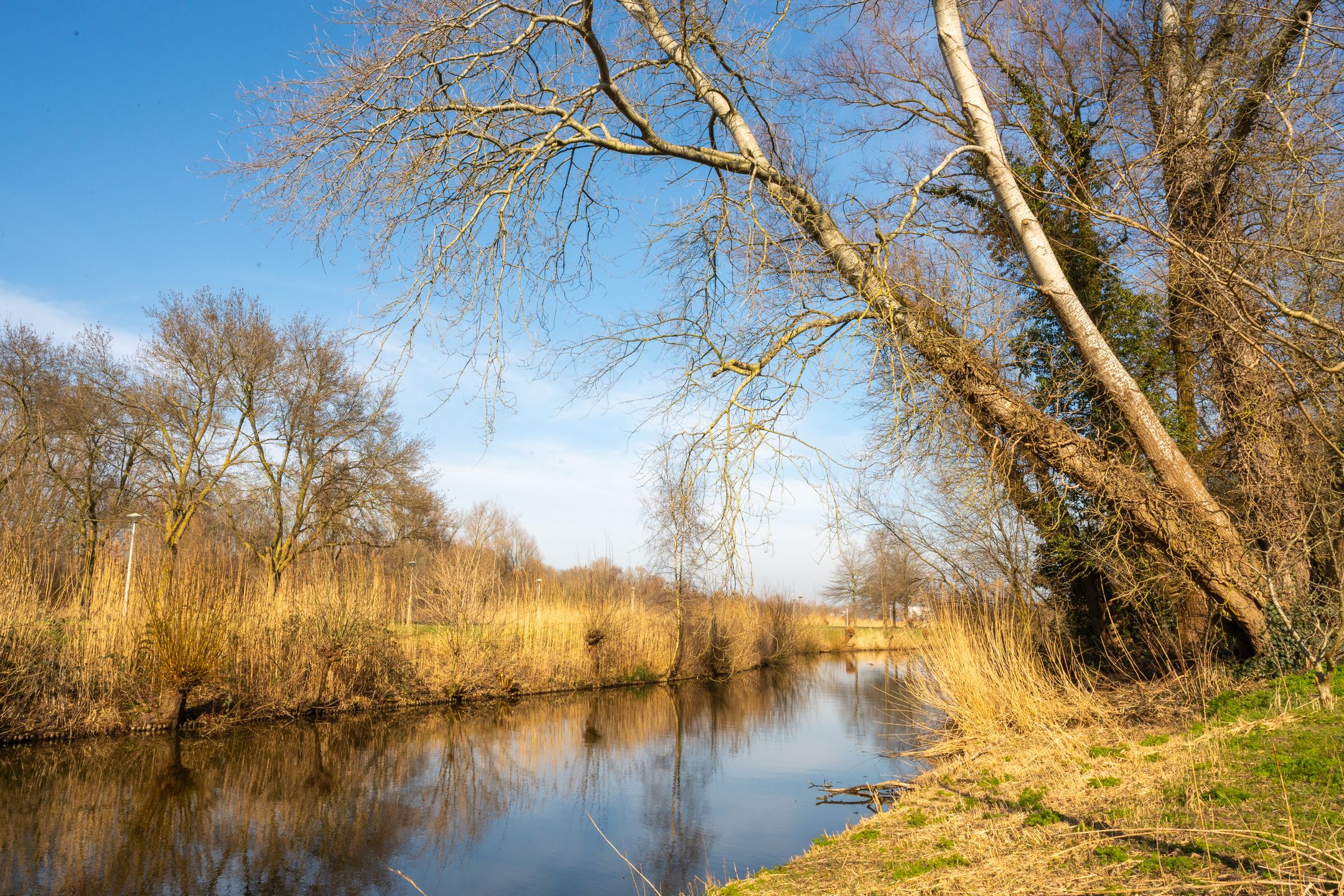 Foto 24 van Gouden Leeuw 818