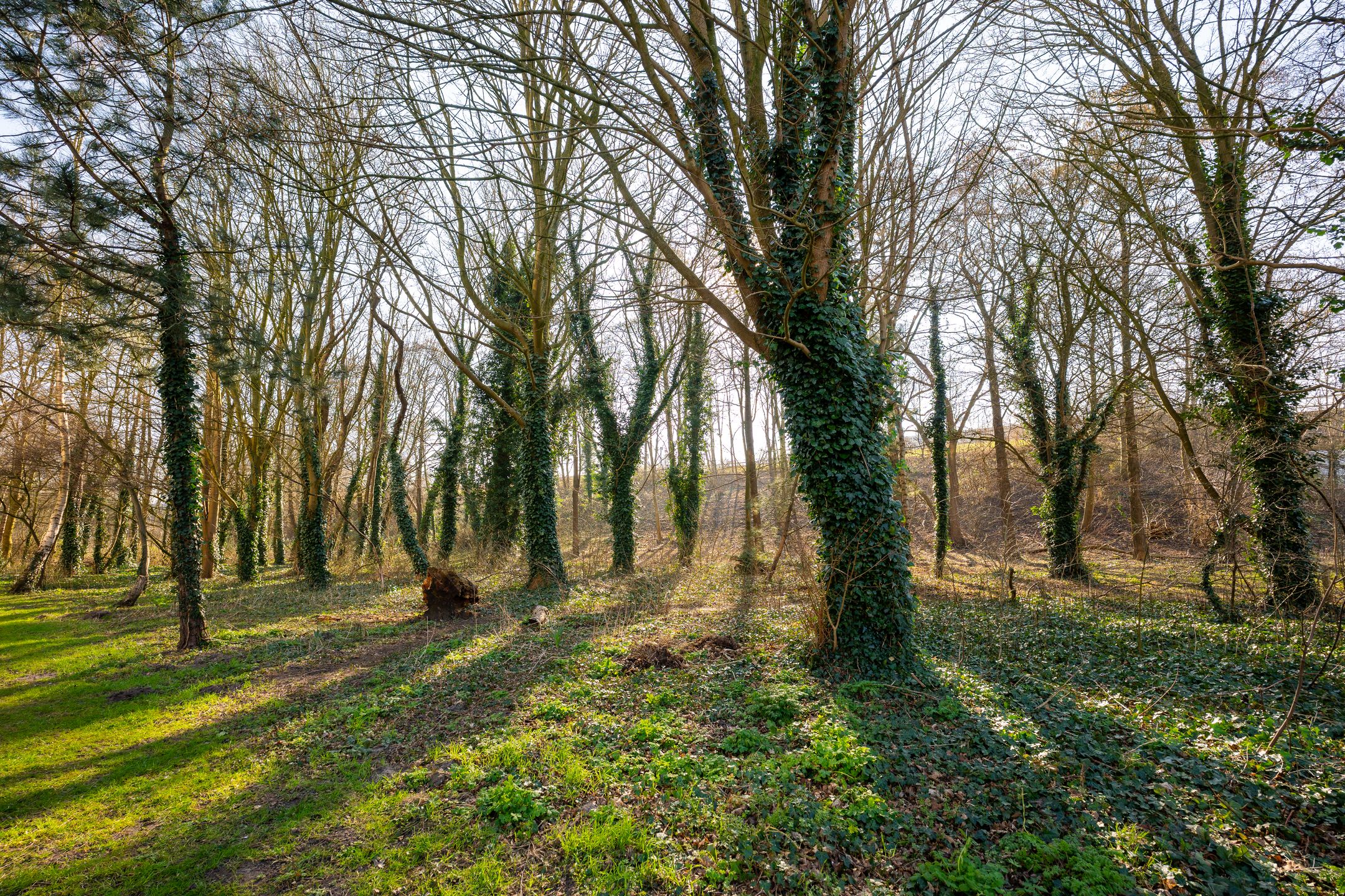 Foto 27 van Gouden Leeuw 818