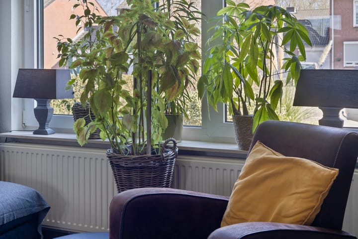 Foto 7 van Faunasingel 62