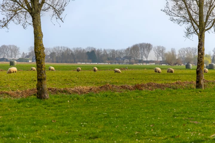 Foto 38 van 't Hoog 22