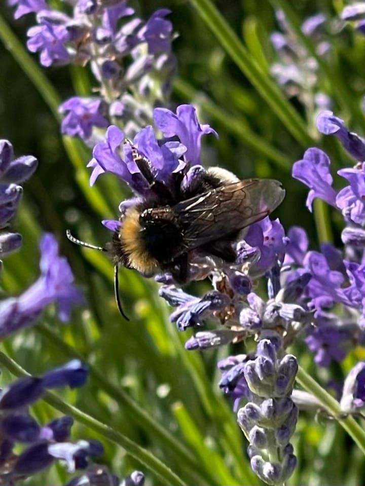 Photo 13 of Willem de Zwijgerlaan 1