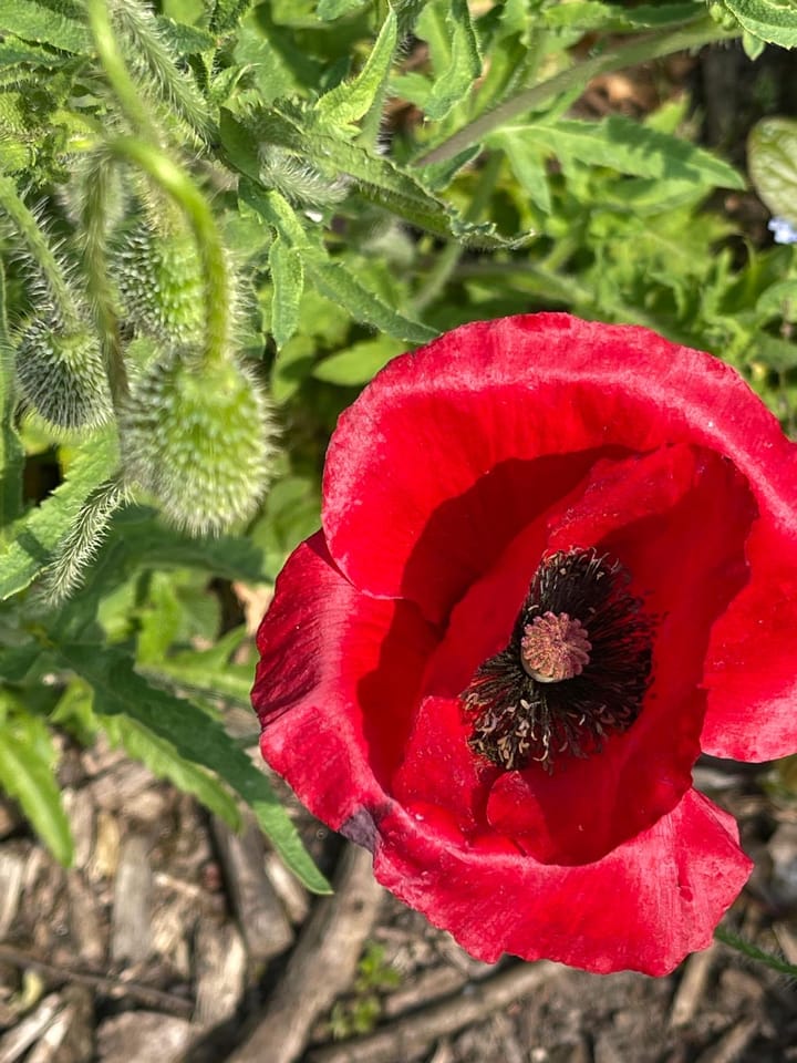 Photo 11 of Willem de Zwijgerlaan 1