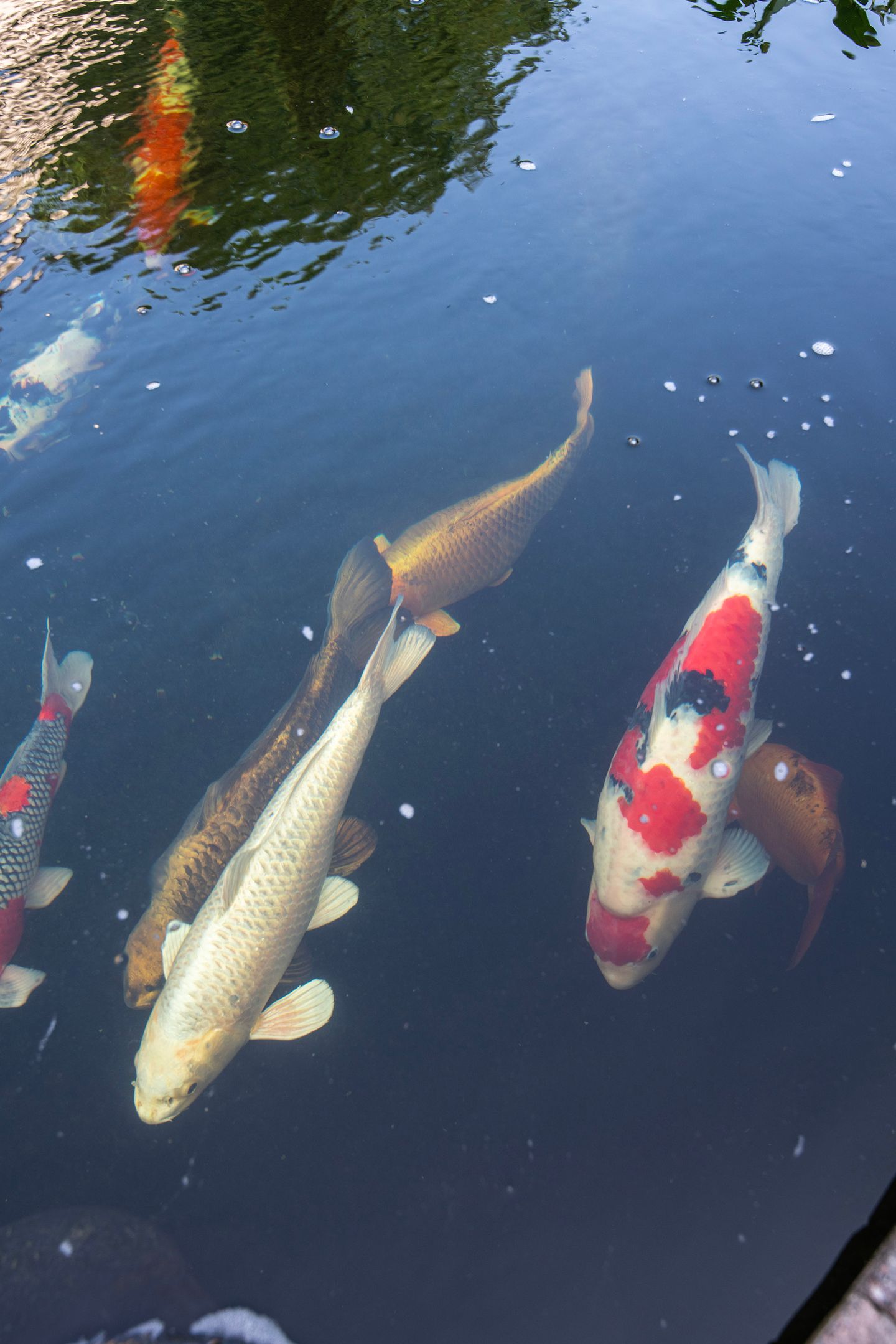 Foto 29 van Schovenhorsterveldweg 18