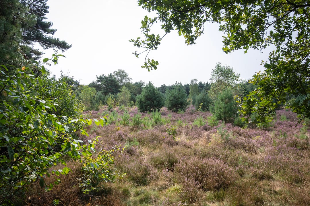 Foto 32 van Schovenhorsterveldweg 18