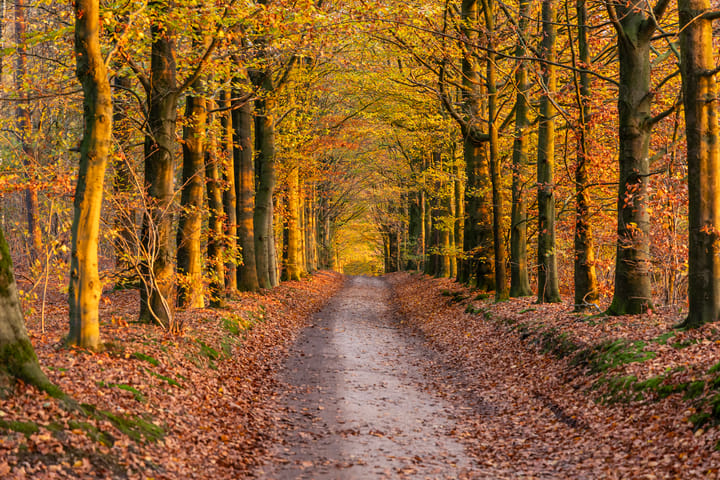 Photo 27 of Maarnse Bergweg 1-R129