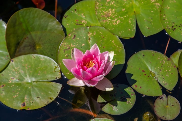 Foto 67 van Michaelsdreef 13