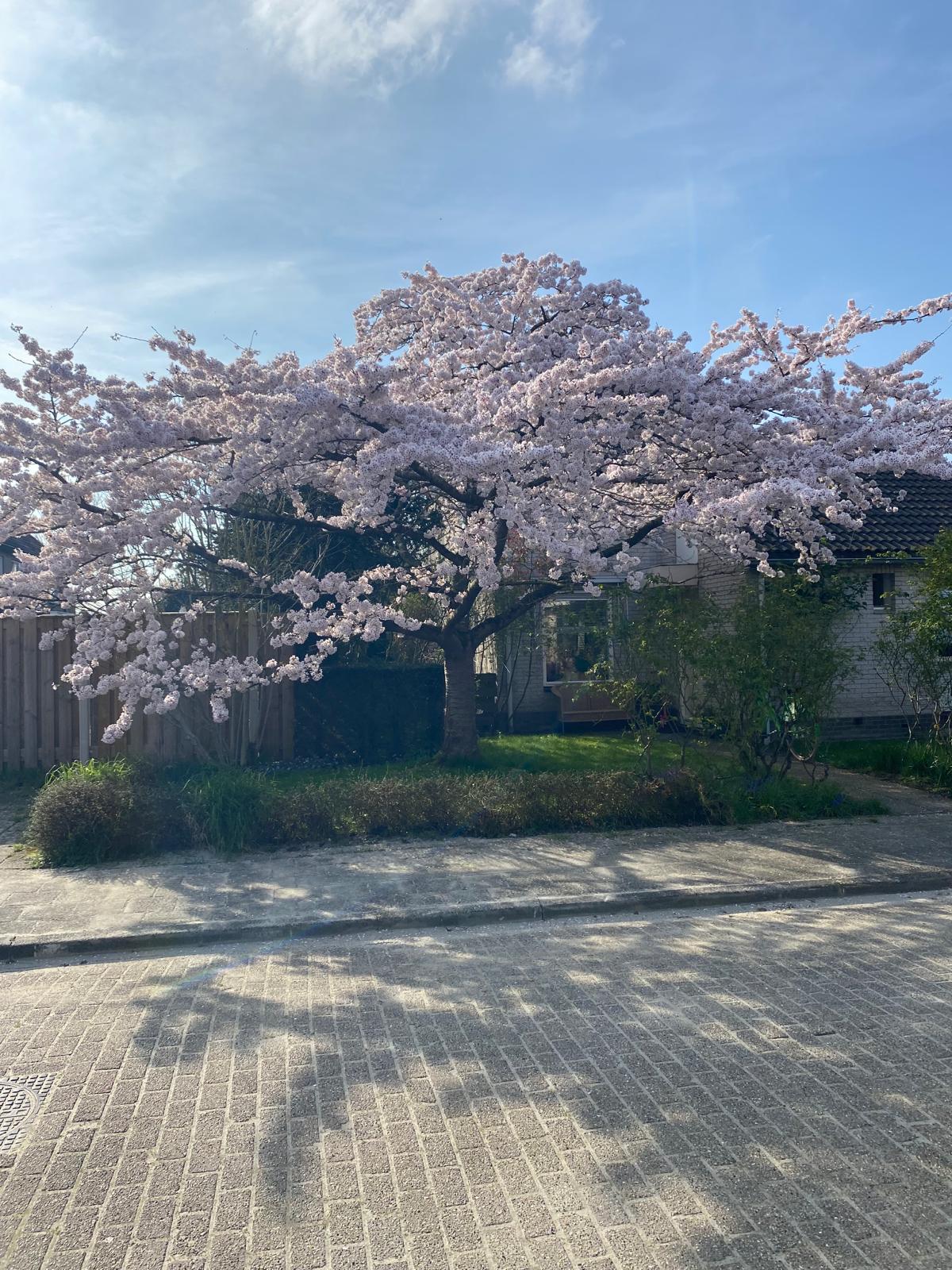 Foto 42 van Zandkreekstraat 1