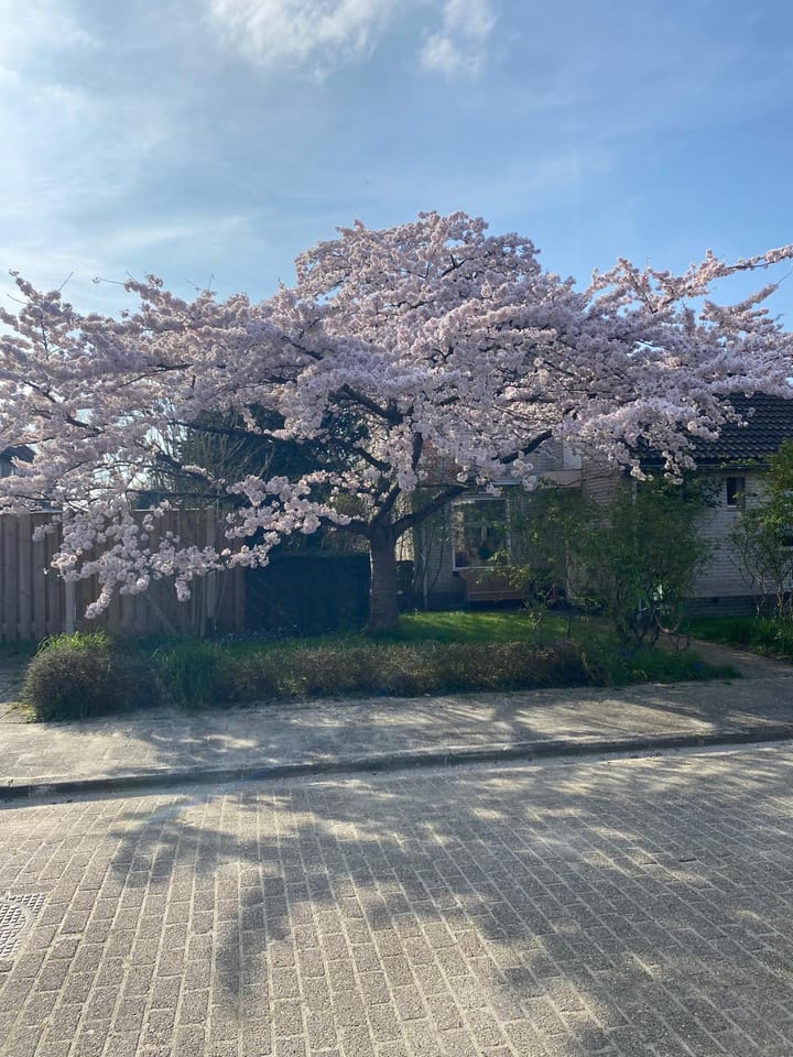 Foto 42 van Zandkreekstraat 1