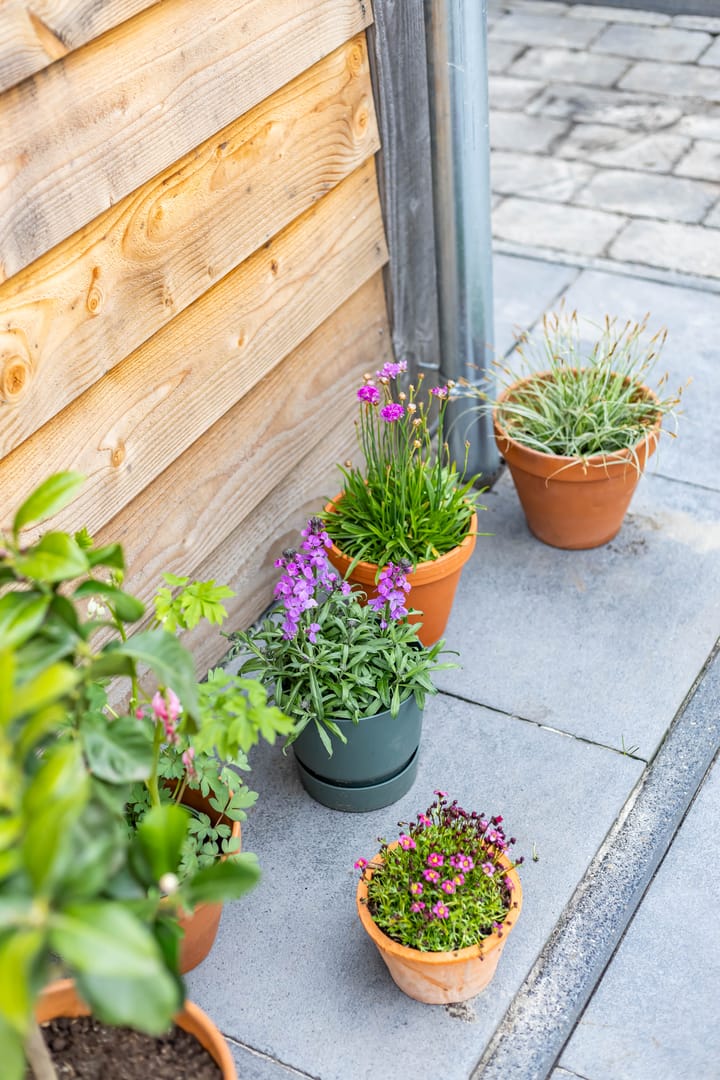 Foto 45 van Vederkruid 26