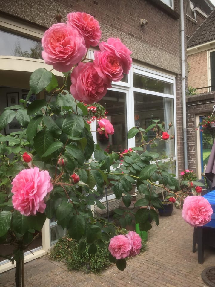 Foto 41 van Peperstraat 16-B