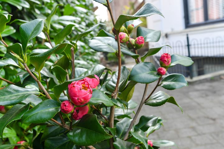 Foto 14 van Ommershofselaan 2