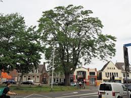 Foto 27 van Frederik van Eedenstraat 11