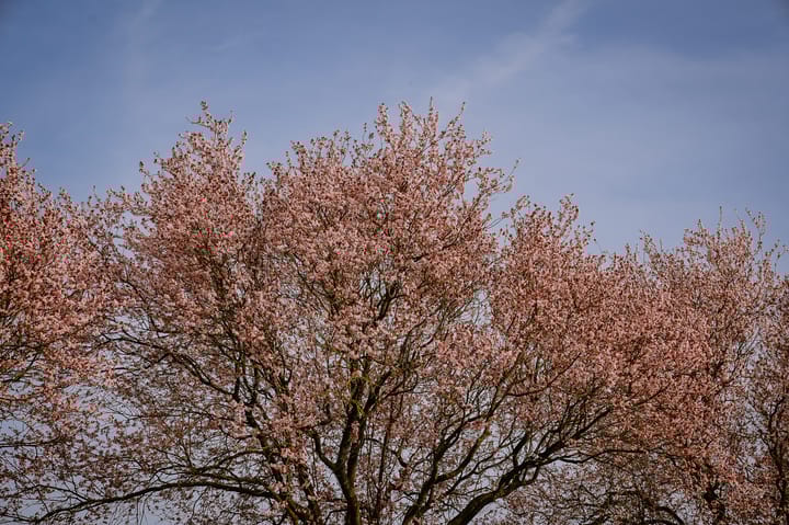 Foto 39 van De Haag 20