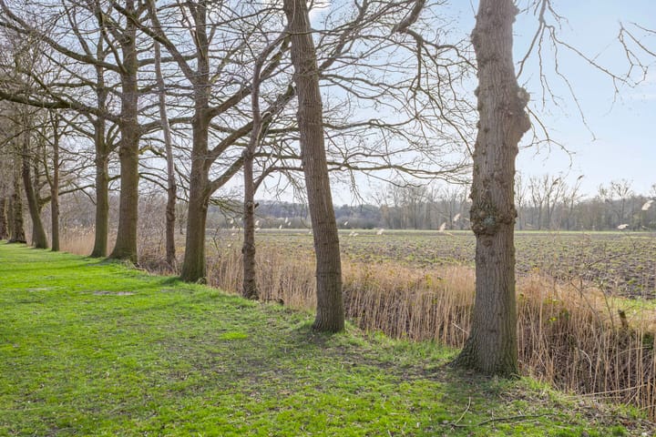 Foto 38 van IJsvogel 47