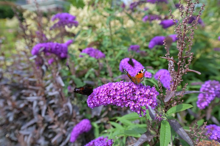 Foto 66 van A.V.H. Destreelaan 145