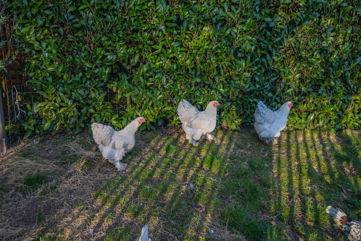 Foto 32 van Vredenburgstraat 62