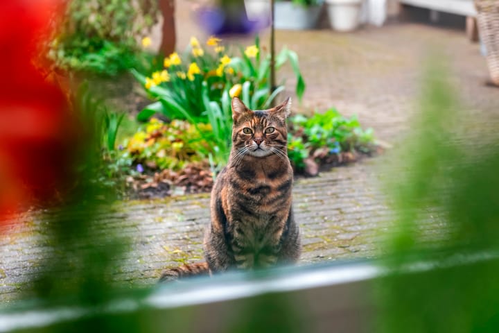 Foto 18 van Rodeheldenstraat 26