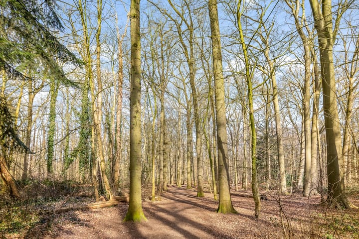 Foto 5 van Iependreef 6