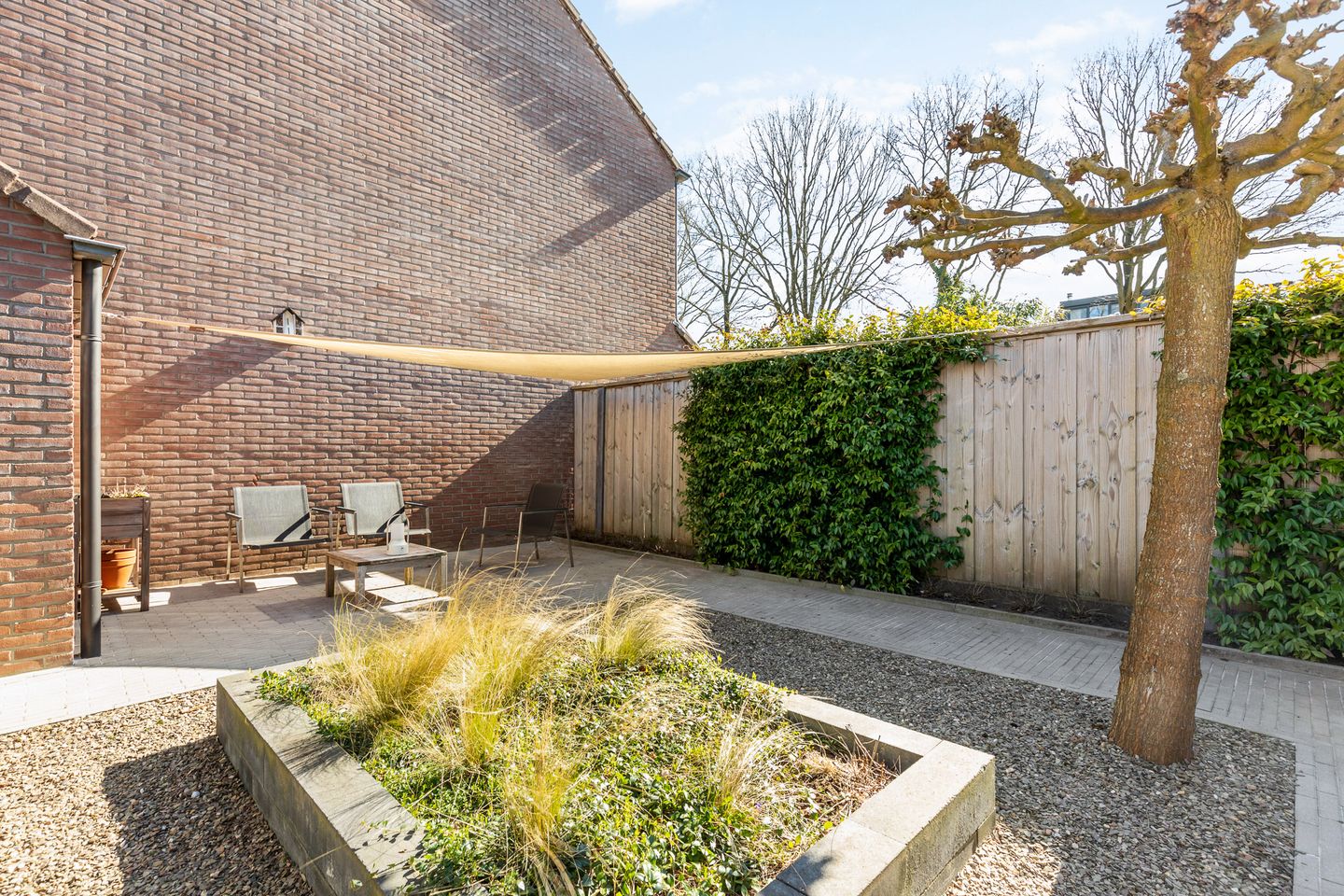 Foto 20 van Engelwortel 36