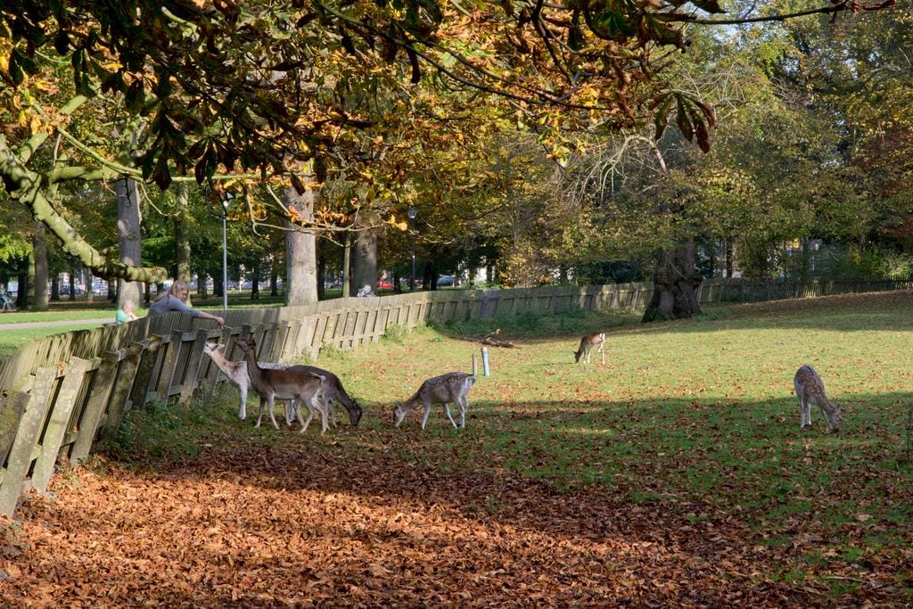 Foto 42 van Uit den Bosstraat 11