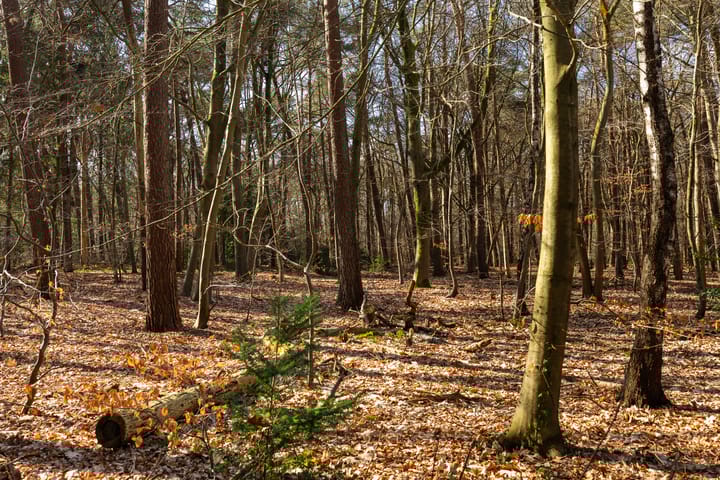 Foto 37 van Driebergsestraatweg 53