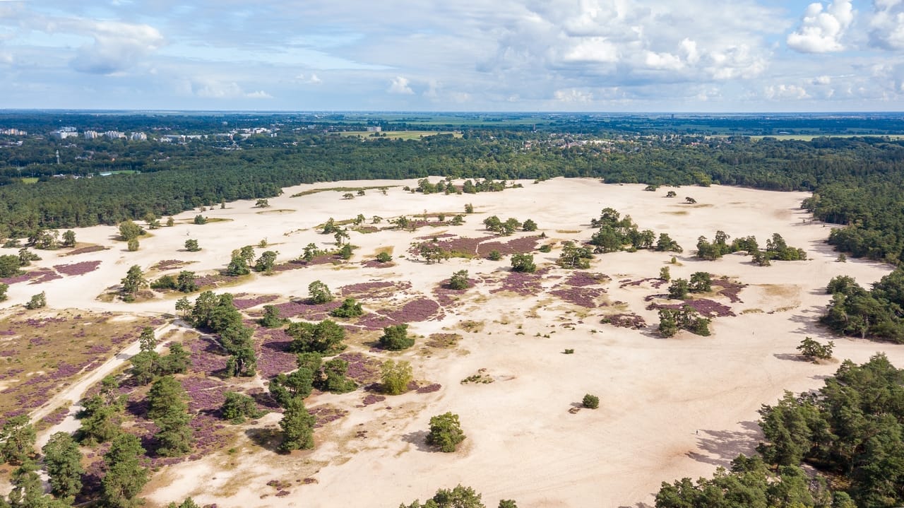 Foto 30 van Honingbij 13