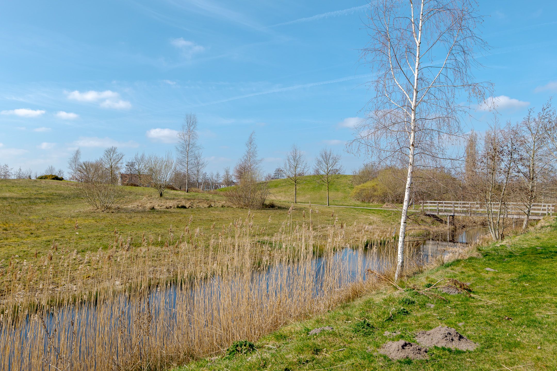 Foto 9 van Speenkruid 3