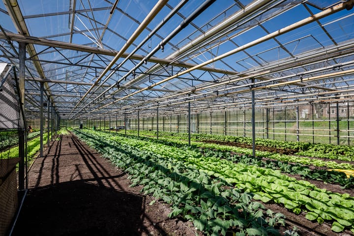 Foto 60 van Olmenstraat 64