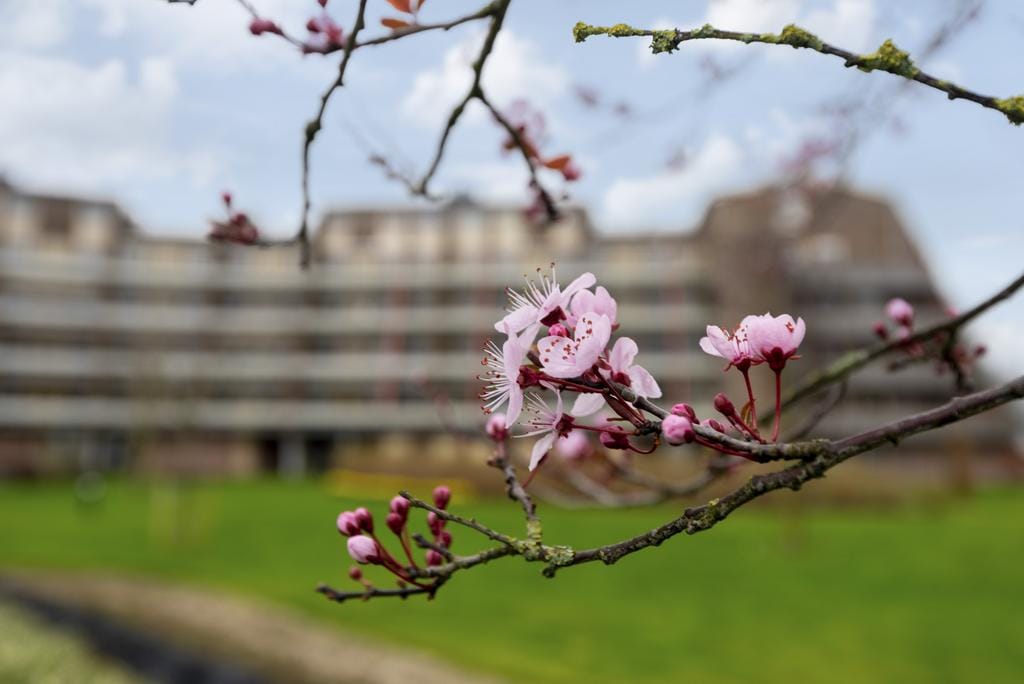 Foto 29 van Hoflaan 102