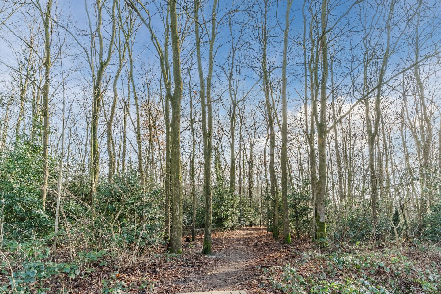 Foto 50 van Streek 42