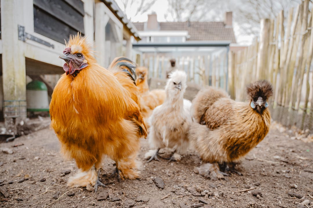 Photo 28 of Zandpolstraat 44