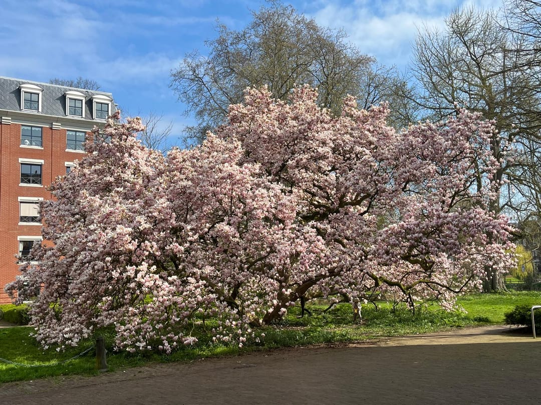 Foto 26 van Torckpark 6