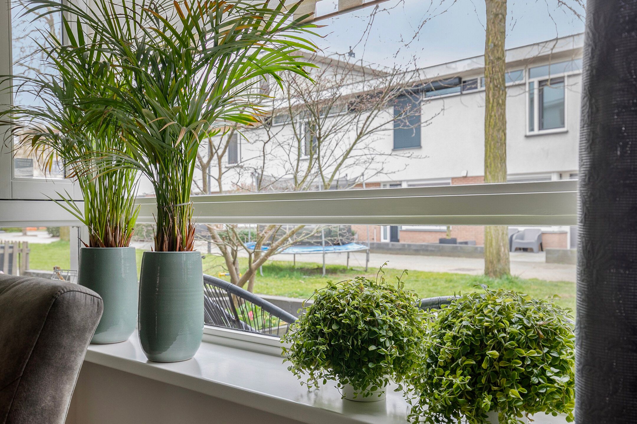 Foto 12 van Waterschorpioen 12