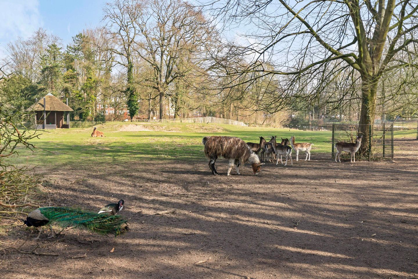 Foto 55 van Oranjelaan 45