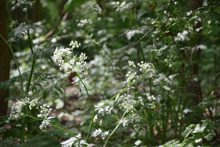 Photo 35 of Stelleplas 240