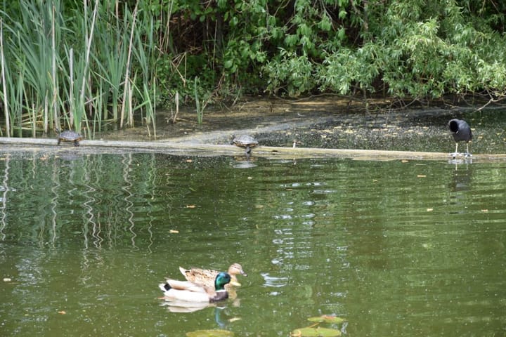 Photo 36 of Stelleplas 240