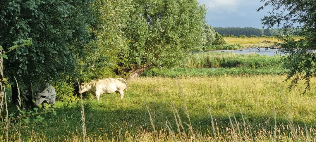 Foto 37 van Grotendam 10