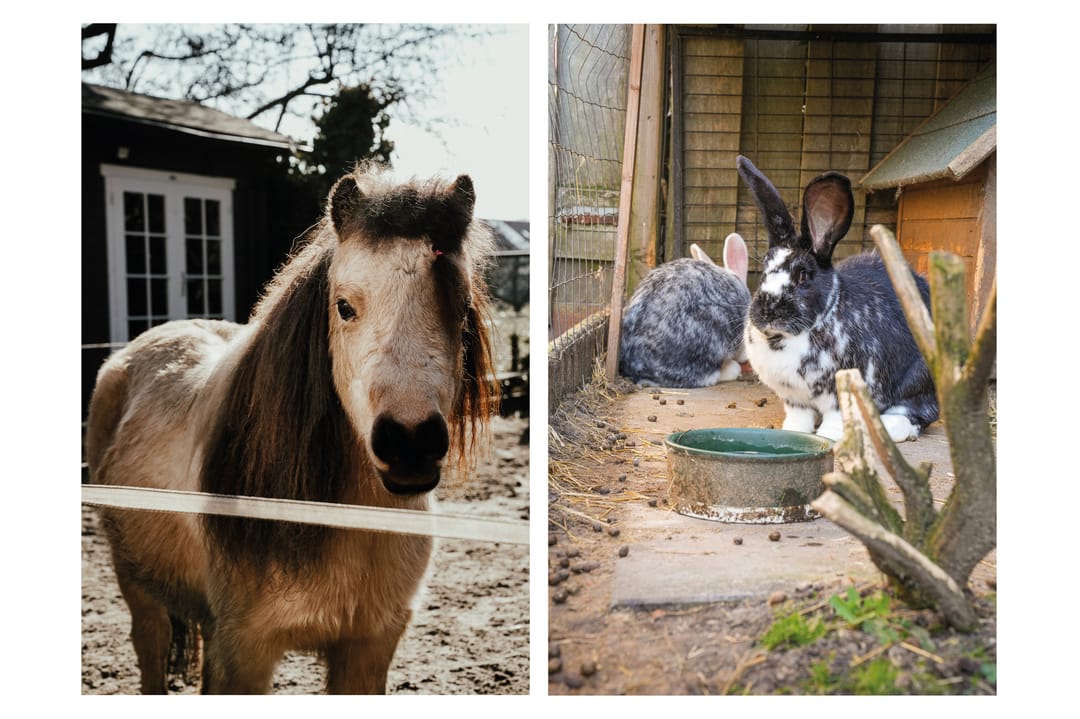 Foto 38 van Kerkverreweide 17