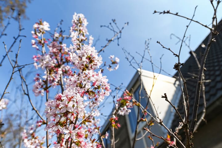 Foto 42 van Kievitsbloem 6